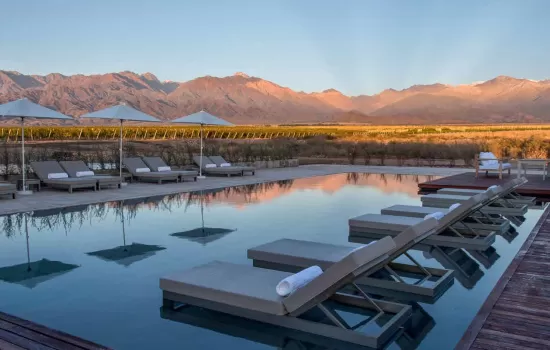 The Vines of Mendoza