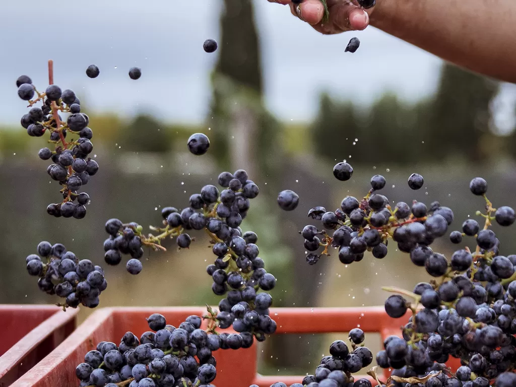 Welcome to Mendoza, its time for wine